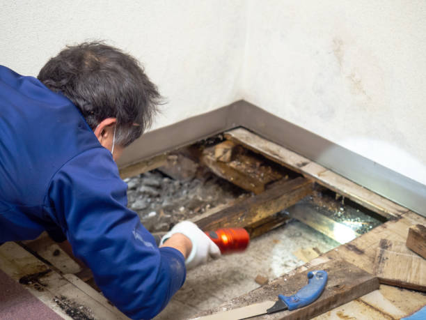 Best Mold Testing and Inspection Services in Julian, CA