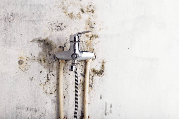 Best Kitchen Mold Remediation in Julian, CA