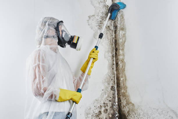 Best Industrial Mold Remediation in Julian, CA