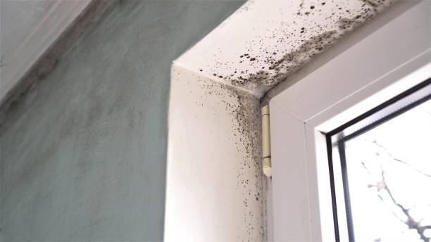 Best HVAC Mold Remediation in Julian, CA