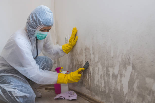 Best Post-Flood Mold Remediation in Julian, CA