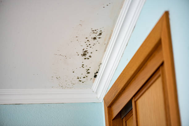 Best Residential Mold Remediation in Julian, CA