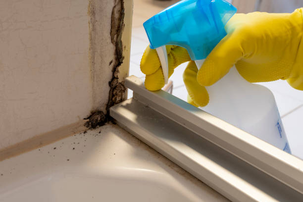 Best Bathroom Mold Remediation in Julian, CA