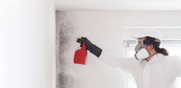 Best Black Mold Remediation in Julian, CA