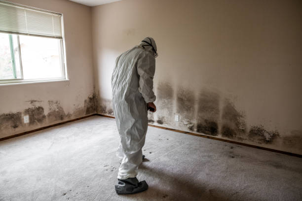 Best Black Mold Remediation in Julian, CA