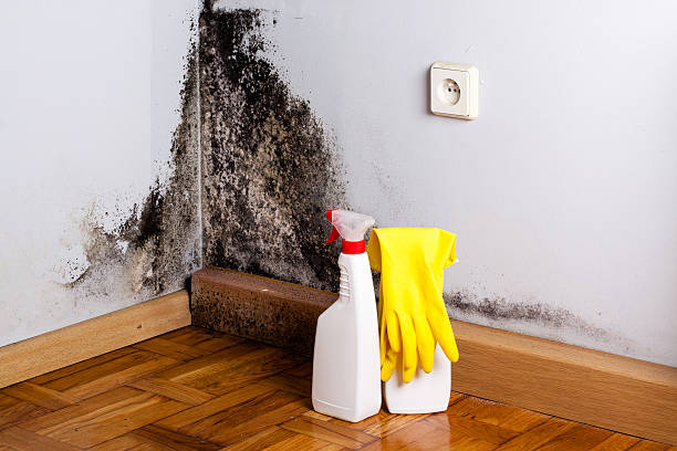 Best Bathroom Mold Remediation in Julian, CA