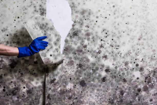 Reliable Julian, CA Mold Remediation Solutions